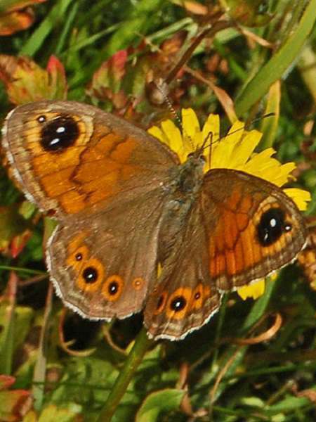 Lasiommata maera ♀ ©Ettore Balocchi - Flickr