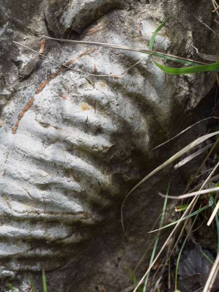Ammonite - balade de l'Epine (Crédits : Sabine Meneut)