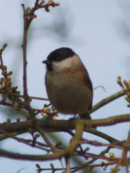 Mésange nonnette (Crédits: sébastien bertru - Flickr)