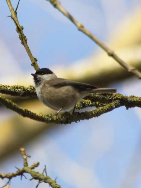 Mésange nonnette (Crédits: sébastien bertru - Flickr)