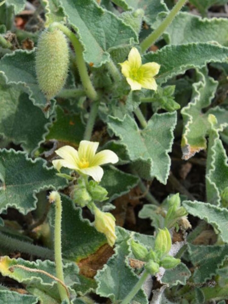 Ecballium elatéruim (crédit: Toulourenc Horizon)