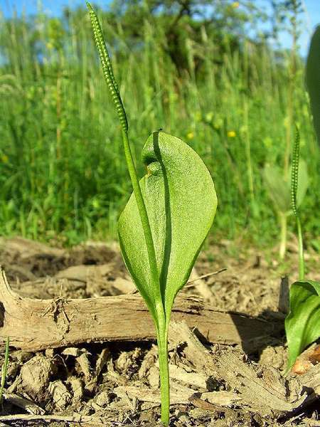 Ophioglossum_vulgatum (© : Commons Wikimédia)
