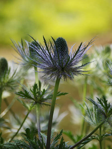 Panicaut bleu des Alpes (Crédits: Antonietta - Flickr)