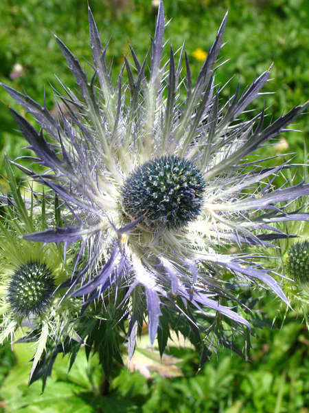 Panicaut bleu des Alpes (Crédits: thisisbossi - Flickr)