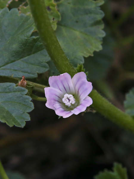 Petite mauve (Crédits: Ed Ogle - Flickr)