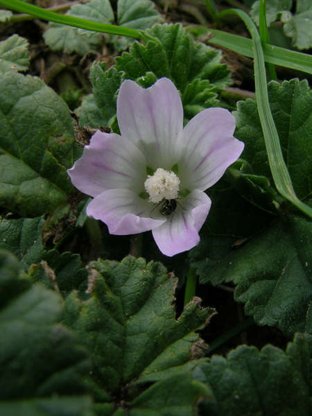 Petite mauve (Crédits: Harry Rose - Flickr)