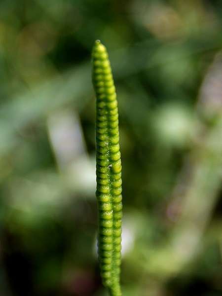 Ophioglossum_vulgatum (© : Commons Wikimédia)
