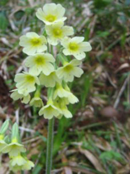Primevère (Crédits : Evelyne Liauzun)