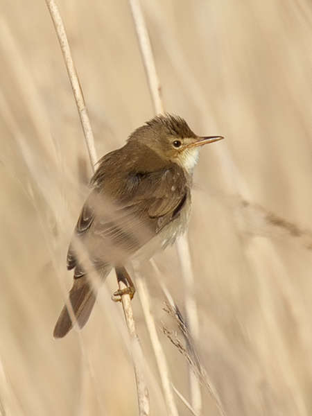 Rousserolle verderolle (Stefan Berndtsson - flickr)