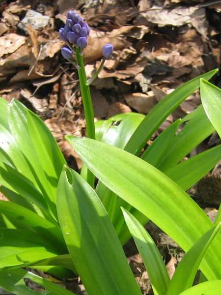 Scille lis-jacinthe (crédits: Evelyne Liauzun)