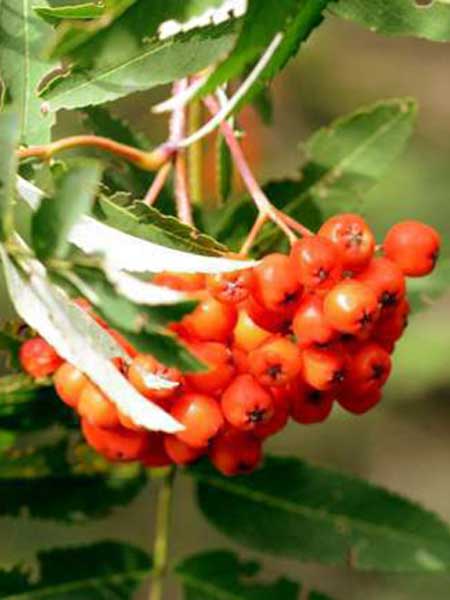 Fruit de sorbier des oiseaux.