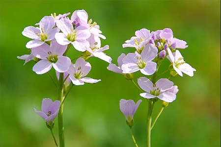 Cardamine des près (Crédits : CTSPM)