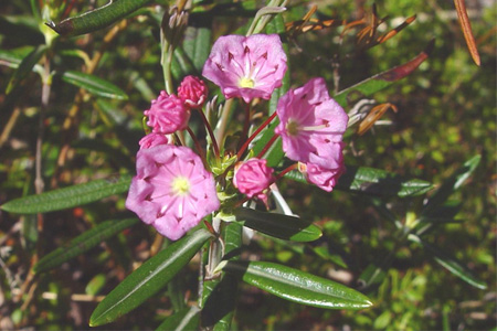 Kalmia à feuilles d'Andromède (Crédits : CTSPM)