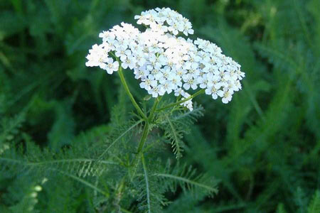 Achilée Millefeuille (crédit: SPM)
