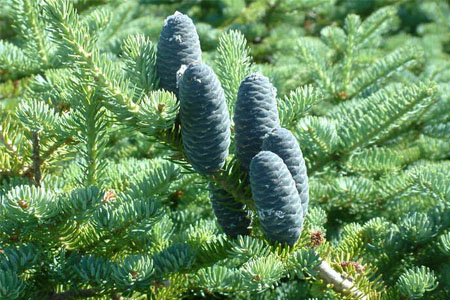 Sapin baumier cône femelle (Crédits : CTSPM)