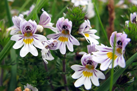 euphraise des bois euphrasia nemorosa crédit: CTSPM