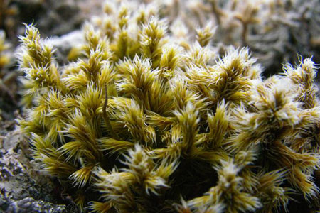 mousse racomitrium lanuginosum crédit: CTSPM