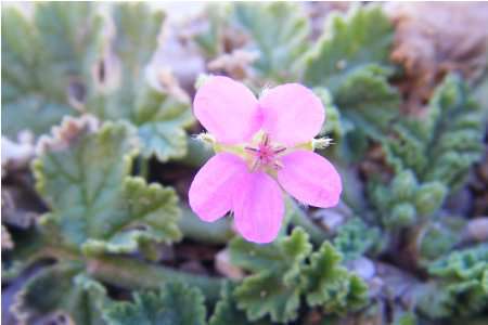 Erodium de Chios (Crédits : Julien Bonnaud - Natural Solutions)