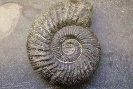 Ammonite (Crédits : Gorissen.M - Flickr)