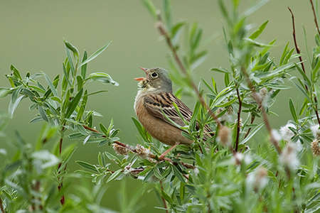 Bruant ortolan (Crédits: Sergey Pisarevskiy - flickr)
