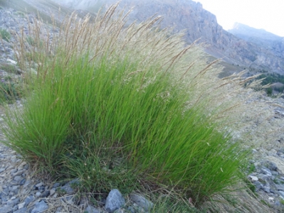 Calamagrostide argentée (crédits Olive Titus)