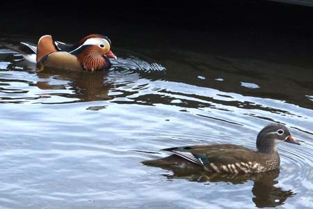 Canard-Mandarin---crédit-Peuplier