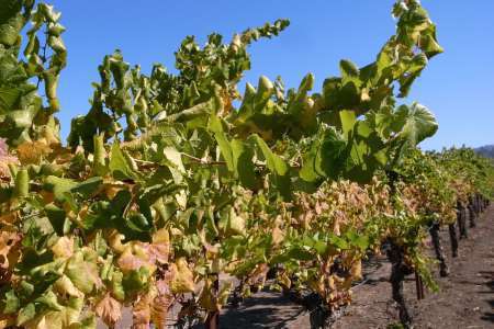 Chardonnay-Cépage---credit-Noatake-Murayama-Flickr