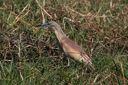 Crabier chevelu (Crédits: Lip kee - flickr)