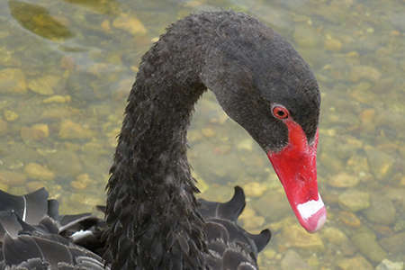 Cygne noir (Crédits: Stéphanie Ritz)