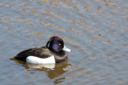 Fuligule morillon (houroumono - flickr)