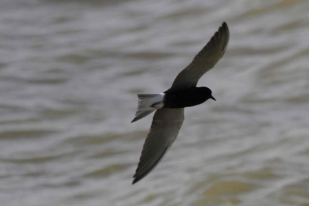 Guifette-noire-vol---credit-Paul-Hurtado