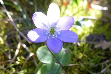 Hepatica nobilis (crédit: Toulourenc Horizon)