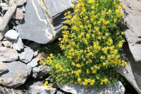 Saxifrage faux-orpin (Crédits : Léa Charbonnier)