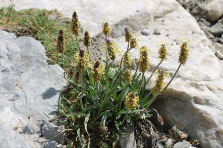 Plantain des Alpes (Crédits : Léa Charbonnier)