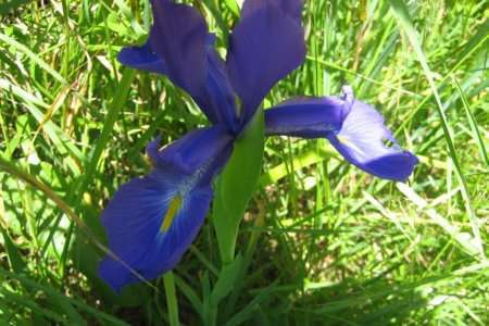 Iris des Pyrénées (crédits: evelyne Liauzun)