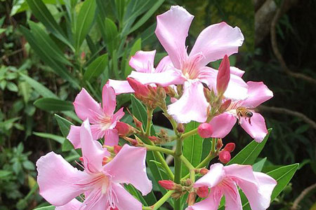 Nerium oleander (crédit: Saga70)