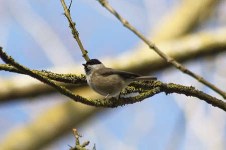 Mésange nonnette (Crédits: sébastien bertru - Flickr)
