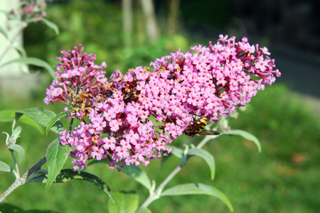 Arbre à papillons - Crédit : Maja Dumat - Flickr