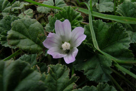 Petite mauve (Crédits: Harry Rose - Flickr)
