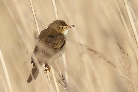 Rousserolle verderolle (Stefan Berndtsson - flickr)