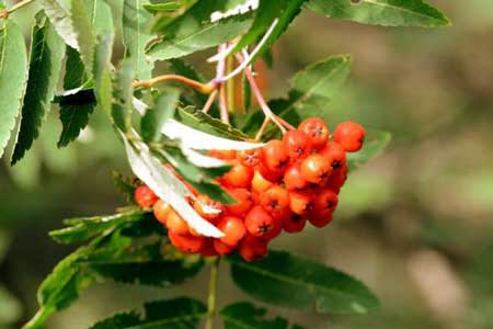 Fruit de sorbier des oiseaux.