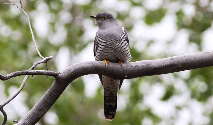 Coucou gris Balade Randonn e pr s de chez vous Coucou gris Balade Randonn e pr s de chez vous