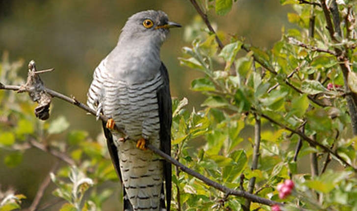 Coucou gris Balade Randonn e pr s de chez vous Coucou gris Balade Randonn e pr s de chez vous