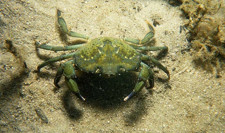 Crabe Vert Balade Randonnee Pres De Chez Vous Crabe Vert Balade Randonnee Pres De Chez Vous