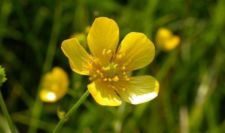 Renoncules - Bouton d'or | Balade : Randonnée près de chez ...