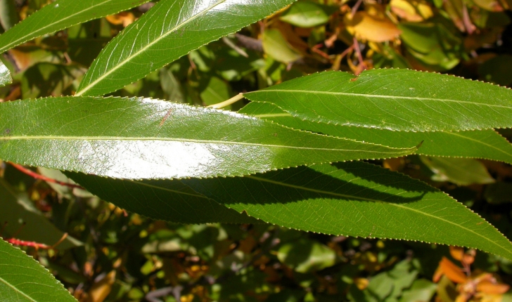 3 Lames De Feuilles De Saule WORTH Taille 4 1/2 – Base Laiton Perle, Citron Vert, Pour Pêche