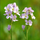 Cardamine des près (Crédits : CTSPM)