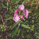 Kalmia à feuilles d'Andromède (Crédits : CTSPM)