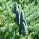 Sapin baumier cône femelle (Crédits : CTSPM)