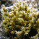 mousse racomitrium lanuginosum crédit: CTSPM